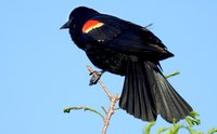 Red-winged blackbird (male) - Denning.jpeg