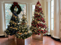 Christmas Trees at the White House.